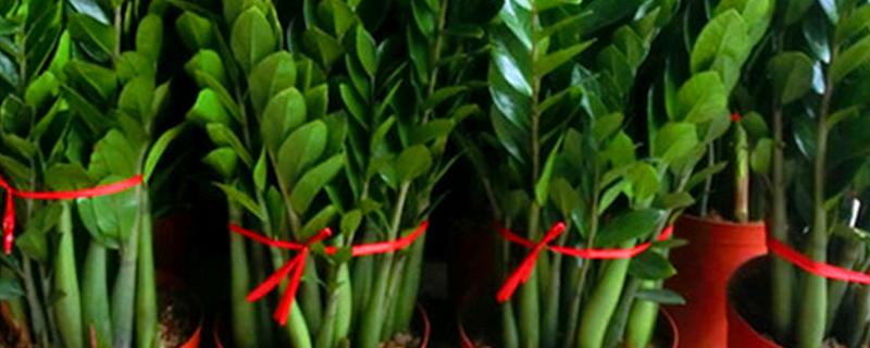 金钱树的繁殖方法,具体怎样操作(金钱树怎么繁殖,什么时候繁殖?)