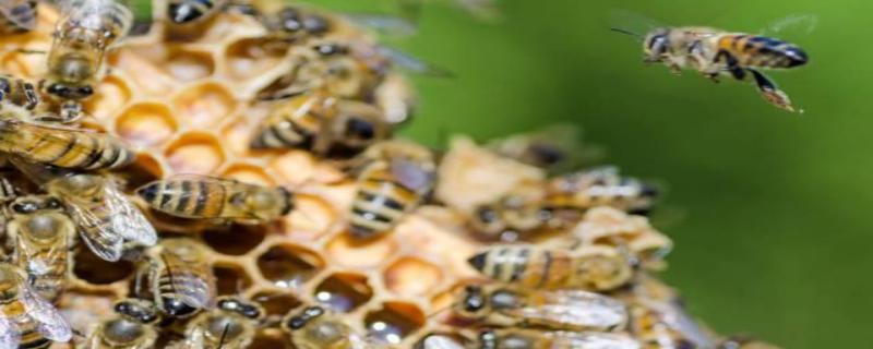 怎样合并蜂群快速有效，附注意事项（蜂群合并后怎么管理）