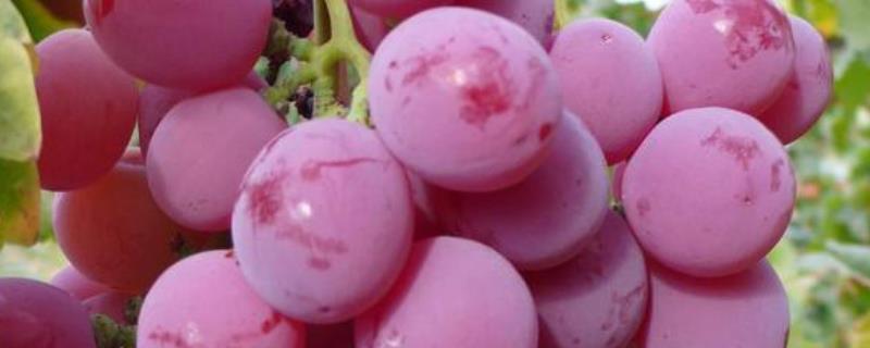 葡萄是热性还是凉性 葡萄是热性还是凉性来大姨妈可以吃