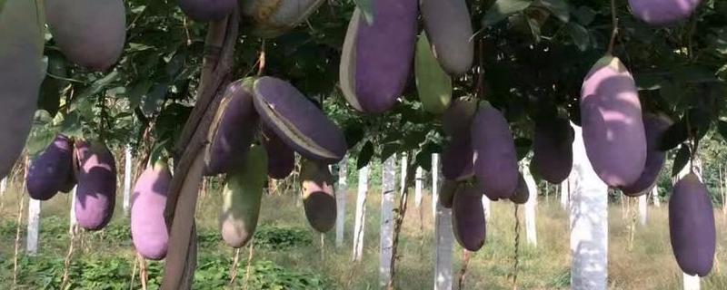 八月瓜产地在哪里 八月瓜的产地在哪里