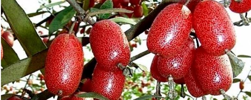 羊奶果产地在哪里（羊奶苹果产地）