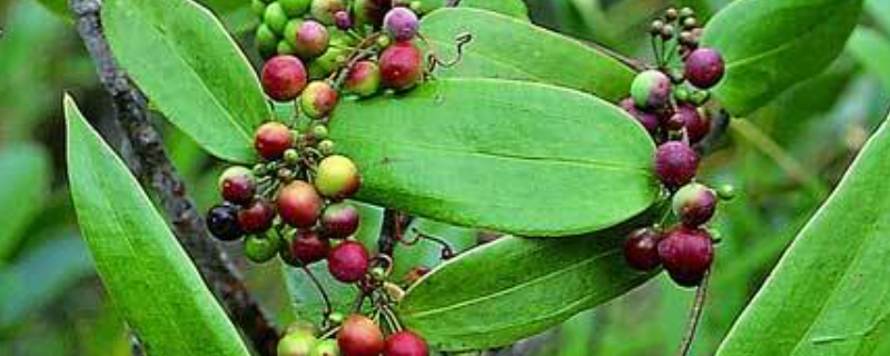 土茯苓是什么植物（土茯苓是什么植物视频）