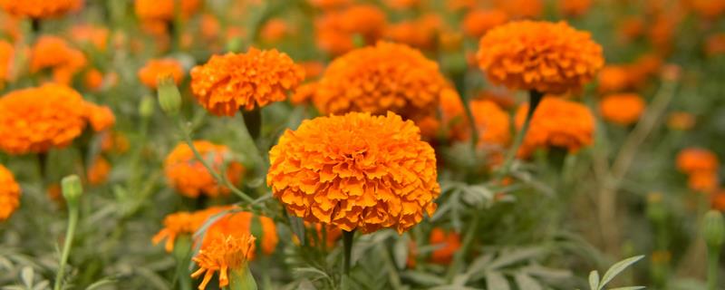 万寿菊的产地分布，附产地环境（万寿菊分布范围）