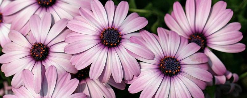 万寿菊有毒吗 万寿菊有毒吗图片