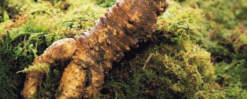 党参的产地分布，附党参的产地环境 党参的主要产地是