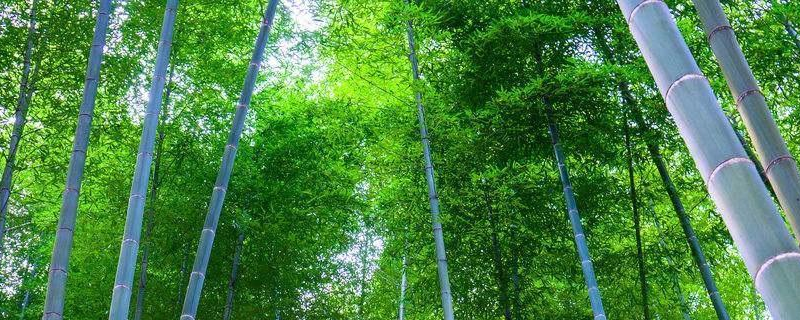 毛竹是什么植物 毛竹是什么植物类别
