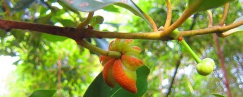 八角树的种植条件，有以下六个方面（八角树适应什么地方种植）