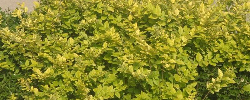 黄杨的繁殖方法,附生长环境介绍(黄杨的种植与养护资料)