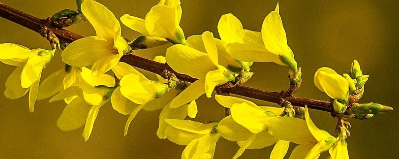 连翘的产地分布,附连翘的产地环境及种类分布