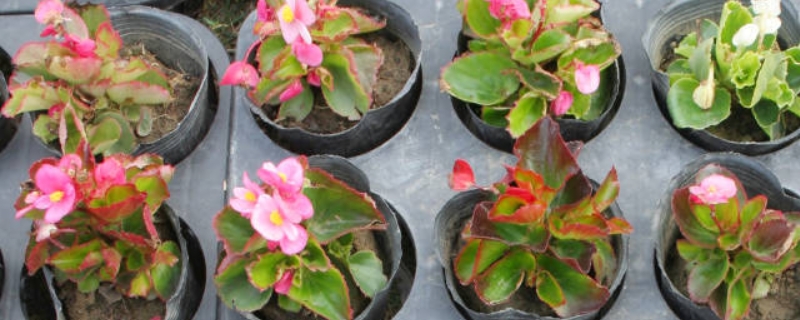 适合新手种植的植物（适合新手种植的植物盆栽）