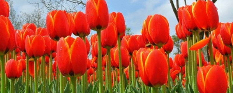 郁金香的养殖条件，温度、湿度、土壤、光照条件