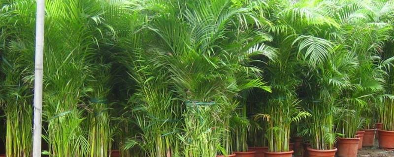 凤尾竹叶子发黄怎么办（凤尾竹叶子发黄怎么办呢）