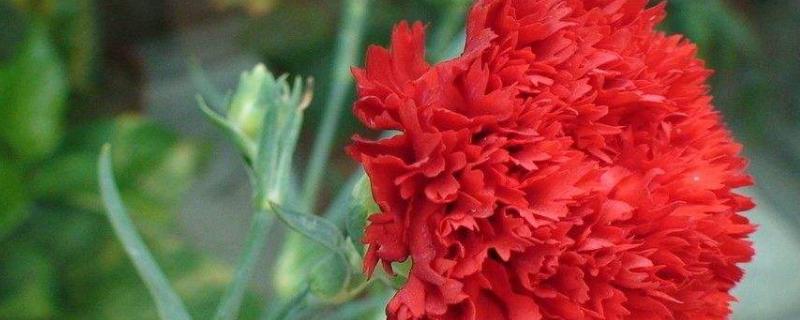 康乃馨的繁殖方法，详细介绍4种（康乃馨怎么插枝繁殖）