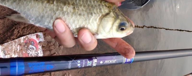 台钓鲫鱼用多长的鱼竿比较好（钓鲫鱼用多大的鱼竿）