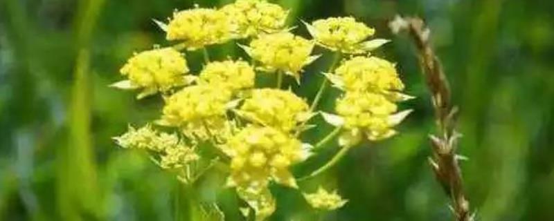 柴胡的产地分布，柴胡的产地环境（柴胡的主要产地）