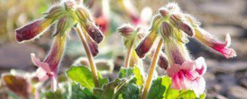 地黄的产地分布，地黄的产地环境（地黄的主产地为哪里）