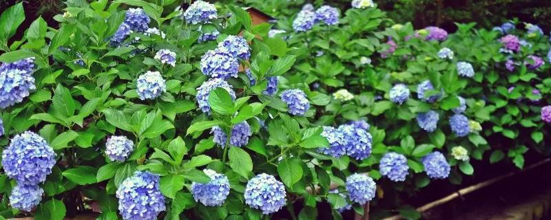 绣球花的花期是什么时候（绣球花一般几月开花）