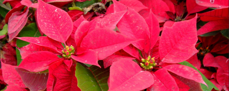 冬季也能盛开的花卉，主要介绍八种 冬天盛开的花朵有哪些特点