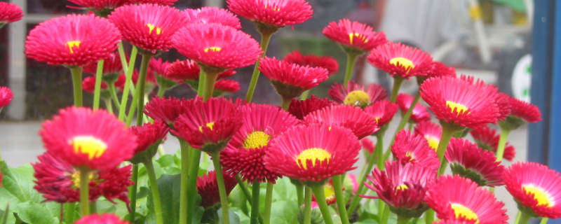 花卉换盆时间，附换盆方法和注意事项