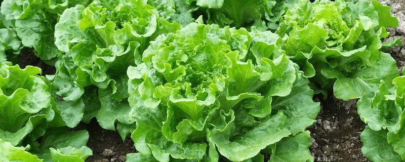 生菜的播种时间，附生菜的播种方法 生菜在什么季节播种