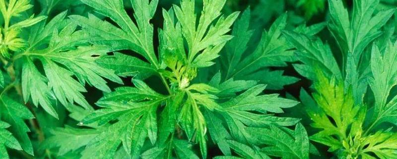 艾草的产地分布,附产地环境和种植技术