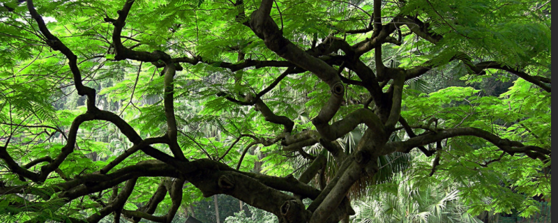 榕树靠什么传播种子（榕树靠什么传播种子和果实）