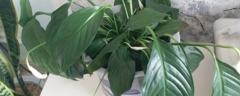 一帆风顺叶子下垂怎么办 一帆风顺叶子下垂了怎么办