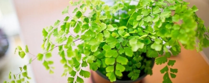 铁线蕨叶子枯萎怎么办 铁线蕨叶子枯萎怎么办视频