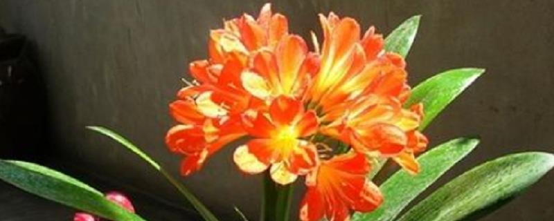 君子兰夹箭后的处理办法，主要表现在叶尖