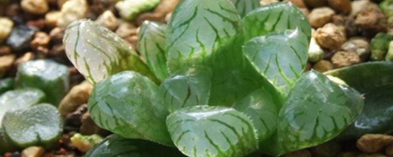 冰灯玉露繁殖方法，附养殖方法 冰灯玉露的养殖方法