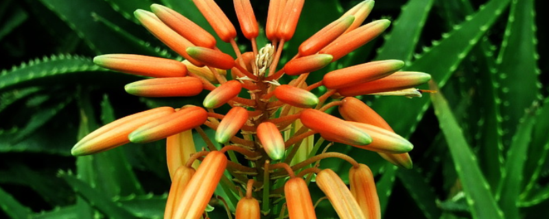 芦荟开花的条件，芦荟开花代表什么（芦荟有开花与不开花之分吗）