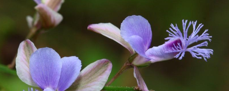 远志的产地分布，产地环境是怎样的（远志的主要产地）