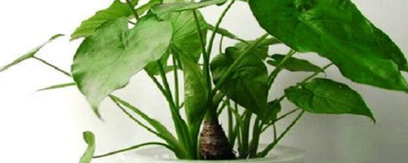 滴水观音的养殖方法，附其繁殖方法（滴水观音的水培养殖方法）