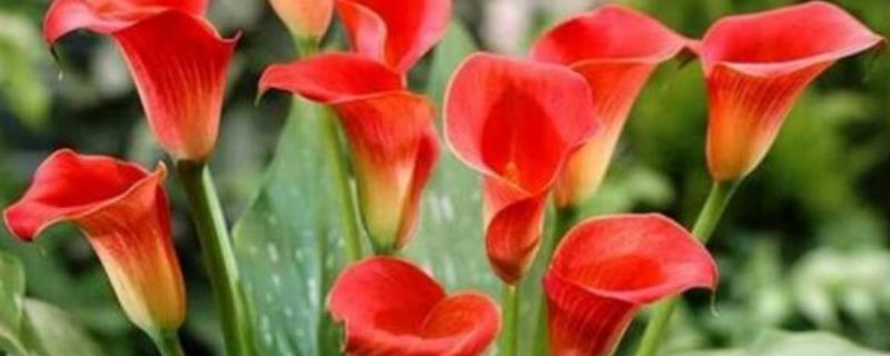 马蹄莲有毒吗 马蹄莲有毒吗?可以养殖家中吗?