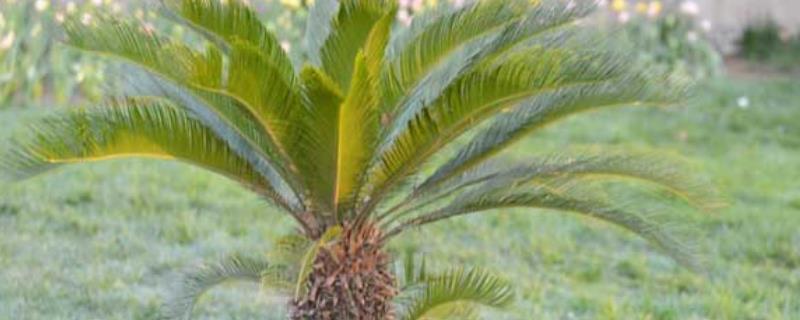 铁树的养殖方法，铁树的繁殖方法（铁树怎么种养）