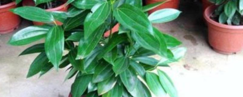 平安树叶子下垂干枯怎么办（平安树刚栽叶下垂咋办）