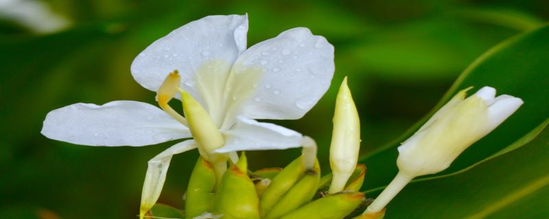 姜花有毒吗，可以养在家里吗 家里养姜花有忌讳吗