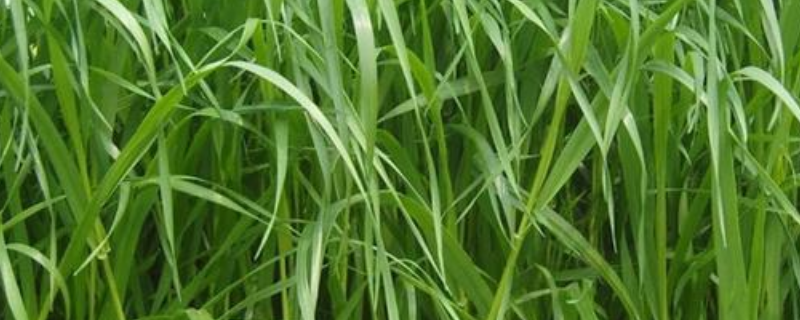 我国牧草栽培的现状是什么样子的呢,有什么作用