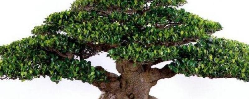 盆景榕树怎么养 盆景榕树怎么养?用尿素可以吗?