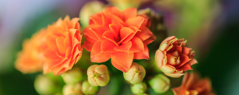 长寿花叶子发黄怎么办,附长寿花叶子软了、掉叶子怎么办