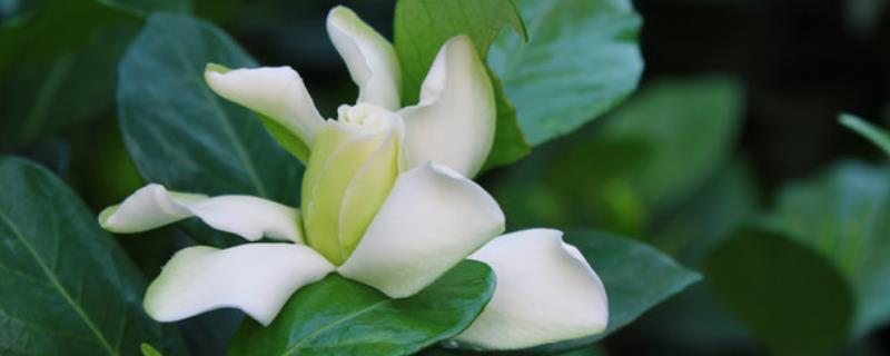 栀子花什么时候开（栀子花什么时候开花,一年开几次）