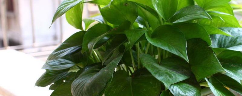 常见的净化空气的室内植物有哪些（常见的十种净化空气的室内植物）