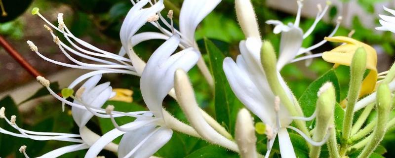 山银花与金银花的区别，附产地分布 金银花和山银花有何区别