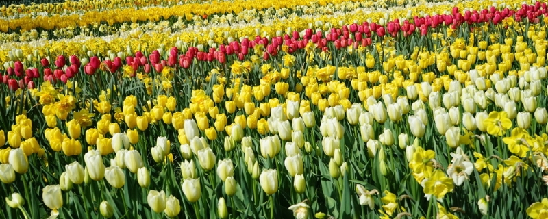 花卉具体有哪些类型 花卉具体有哪些类型的