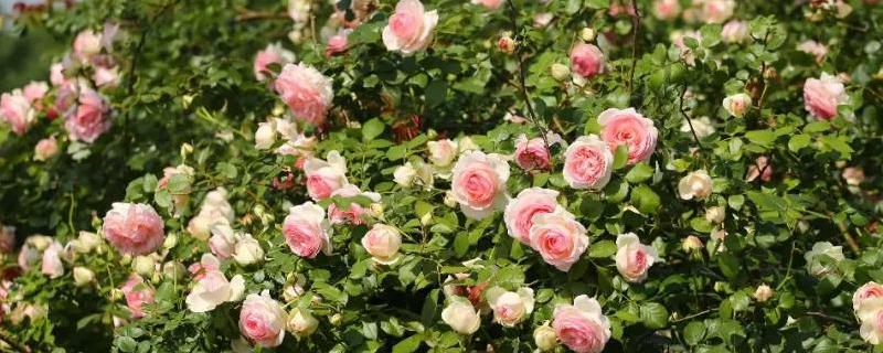 藤本月季为什么不开花,解决方法是什么