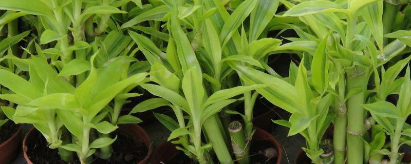 富贵竹养几根好 属牛的养富贵竹养几根好