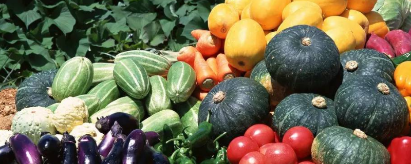 怎么防除有机蔬菜杂草,这几个方法很有效