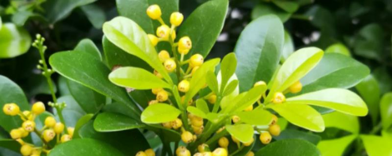 米兰叶子发黑掉落怎么办 刚买回来的米兰叶子发黑掉落怎么办