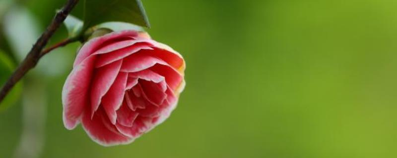 茶花根烂了怎么办，有哪些原因 茶花根烂了怎么办,有哪些原因造成的