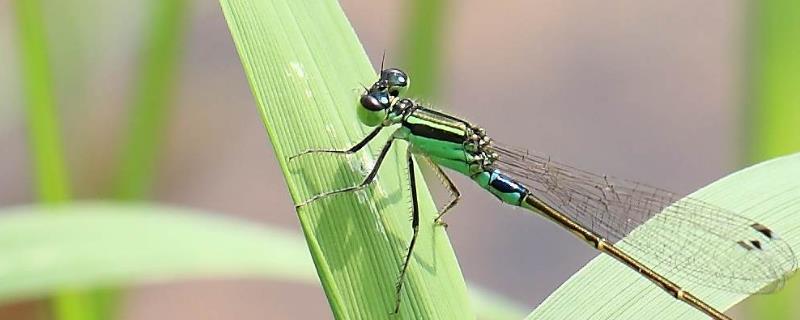 蜻蜓和豆娘的区别，蜻蜓吃什么食物（蜻蜓吃豆娘吗）
